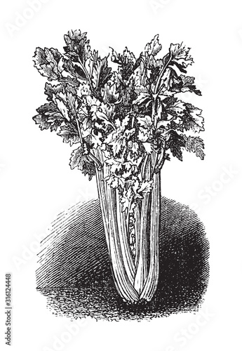 Celery (Apium graveolens) / vintage illustration from Brockhaus Konversations-Lexikon 1908
