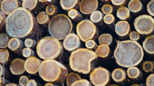 wood mining. texture wooden sawn logs in a warehouse stacked wooden beams signed with different numbers. annual rings on tree cuts