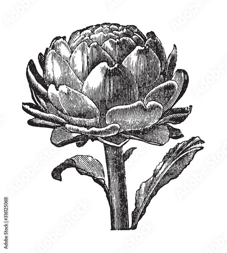 Artichoke / vintage illustration from Brockhaus Konversations-Lexikon 1908