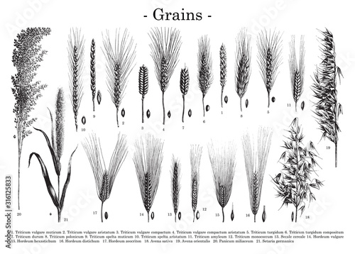 Grain collection / vintage illustration from Brockhaus Konversations-Lexikon 1908 photo