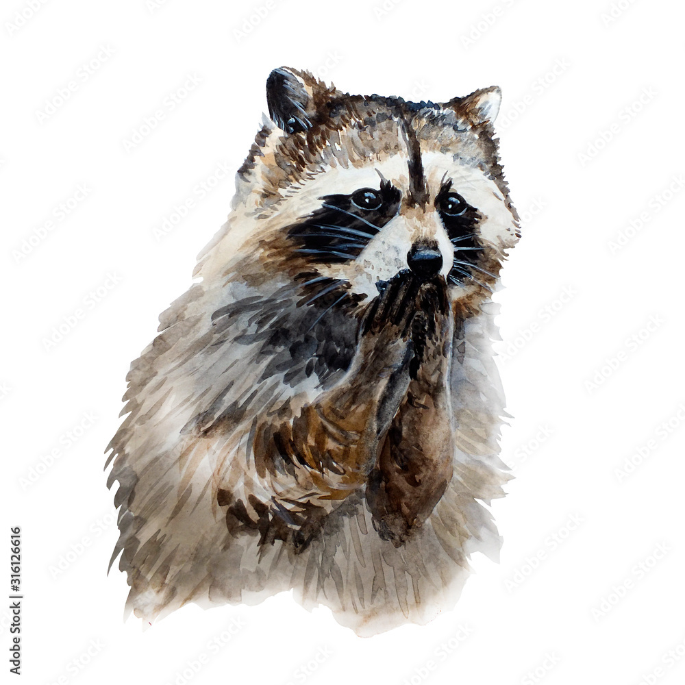 Naklejka premium Watercolor hand painted racoon sketch