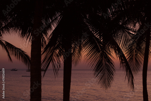 Palm trees silhouette on sunset background at the sea. Tropical evening.