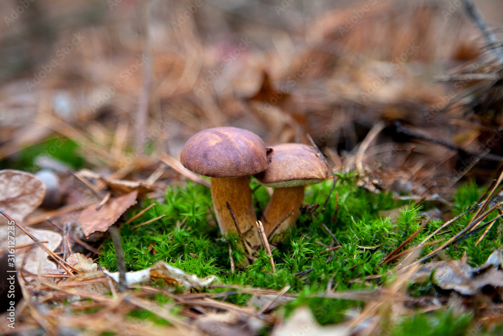 Double mushroom imleria badia commonly known as the bay bolete or boletus badius growing in pine tree forest.. Double mushroom imleria badia commonly known as the bay bolete or boletus badius growing in pine tree forest..