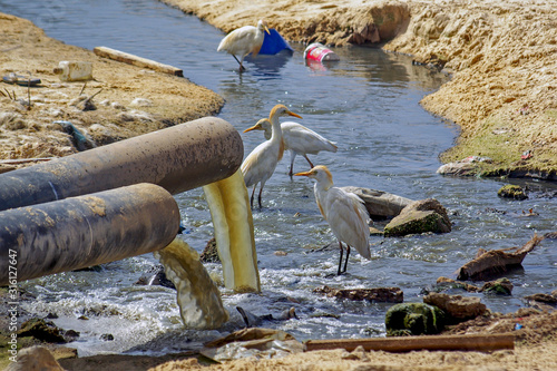 Obraz na plátně Egrettes sur une plage polluée par les égouts