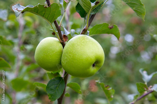 Shiny delicious green apples on a branch ready to be harvested in an apple orchard..
