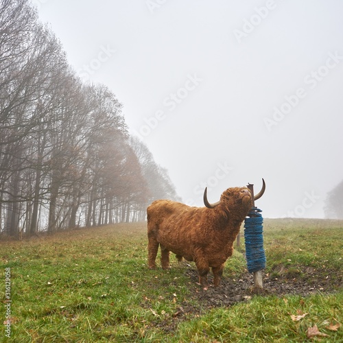 cow in the field