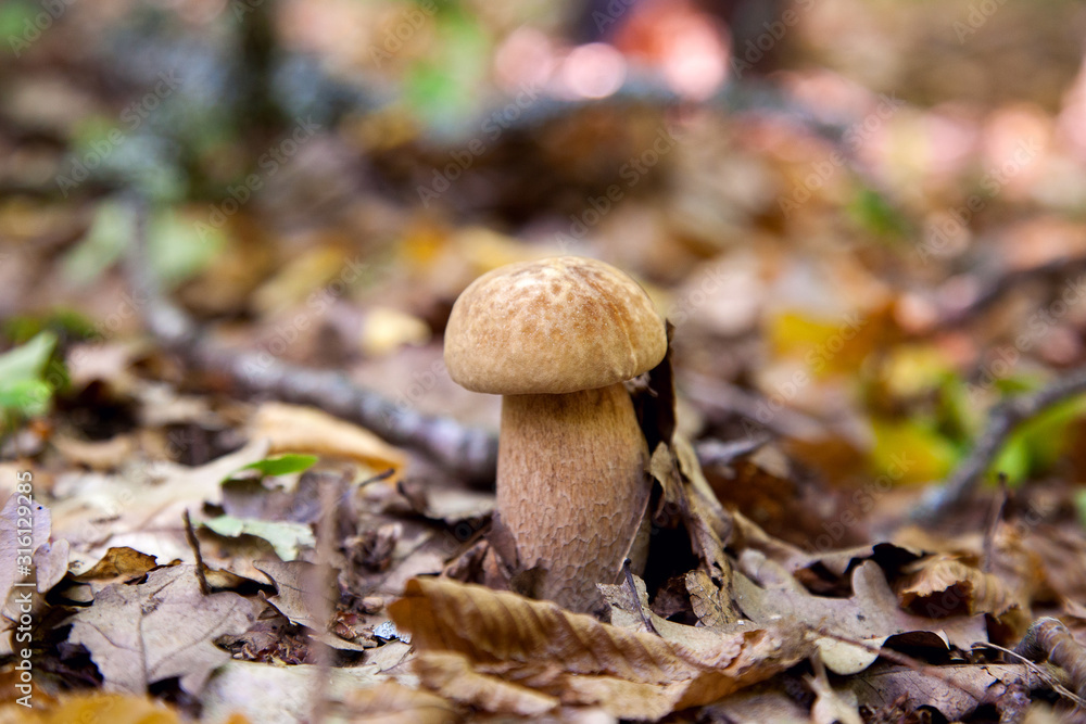 Fototapeta premium Boletus mushroom in the wild. Porcini mushroom grows on the forest floor at autumn season..