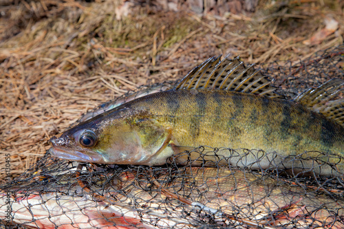Freshwater zander fish. Freshwater zander fish lies on round keepnet with fishery catch in it..