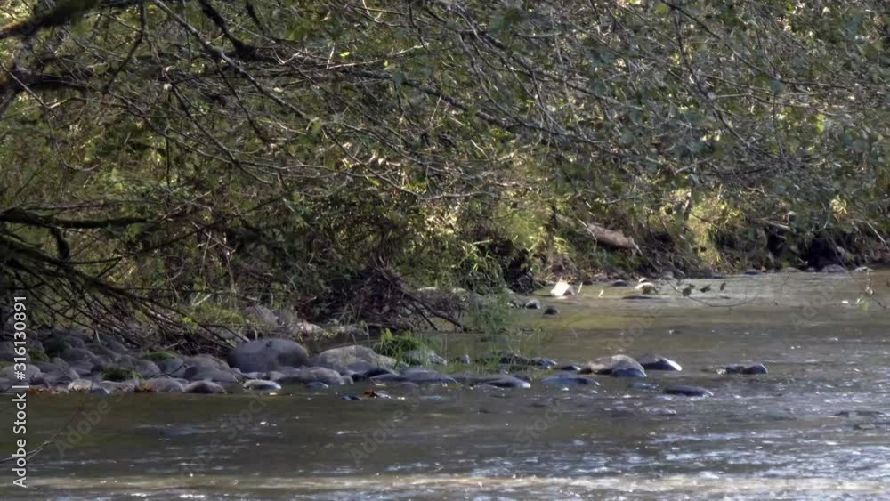 Low hanging trees over a rocky river bank with wind Low hanging trees over a rocky river bank with wind
