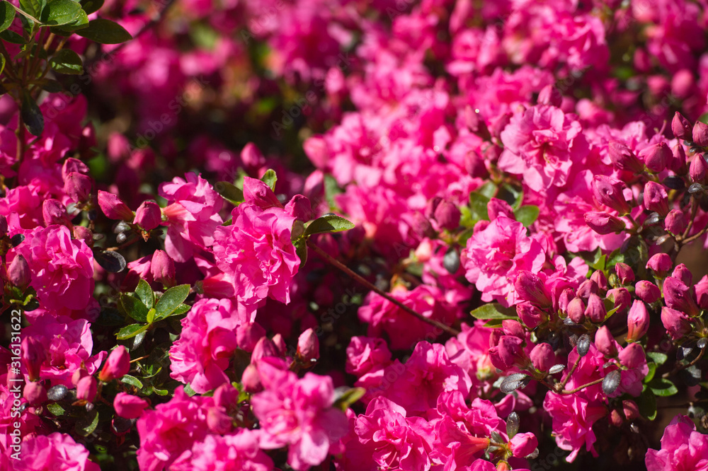 Full bloom hybrid Pontic Rhododendron (Rhododendron ponticum) in springtime which is evergreen shrub has pretty cluster of large flower use as landscaped ornamental plan.