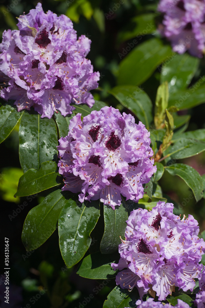 Fototapeta premium Full bloom hybrid purple Pontic Rhododendron (Rhododendron ponticum) in springtime which is evergreen shrub has pretty cluster of large flower use as landscaped ornamental plan.