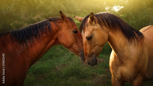 Horses pair © Insider studio