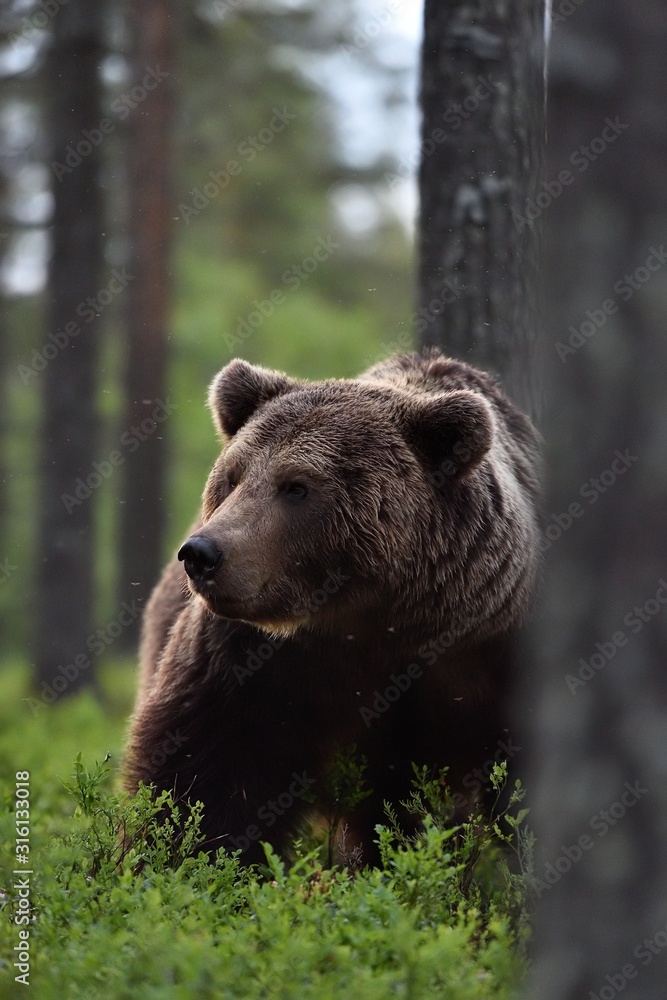 big male brown bear in forest