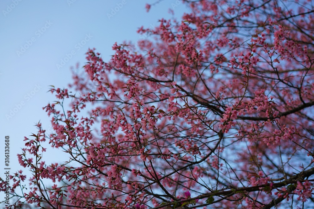 Prunus cerasoides tree in blossom
