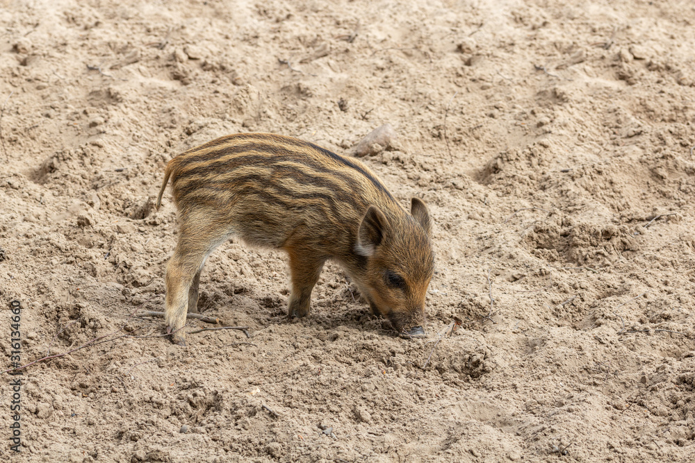 A little wild boar piglets dig in the ground for food A little wild boar piglets dig in the ground for food