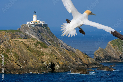 Northern gannet and Muckle Flugga lighthouse, Shetland, Scotland, UK
