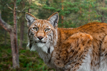 Sierkussen Lynx Lynx close-up tussen de bomen  © Philippe