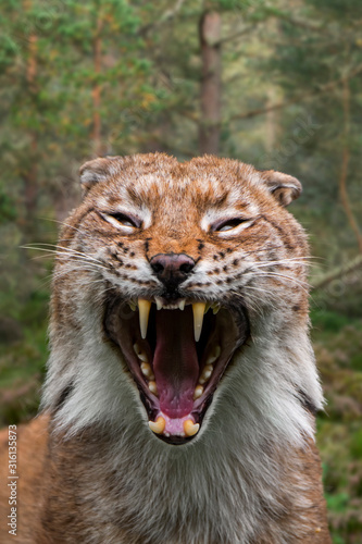 Fototapeta Naklejka Na Ścianę i Meble -  Hissing Eurasian lynx with flattened ears showing teeth and canines
