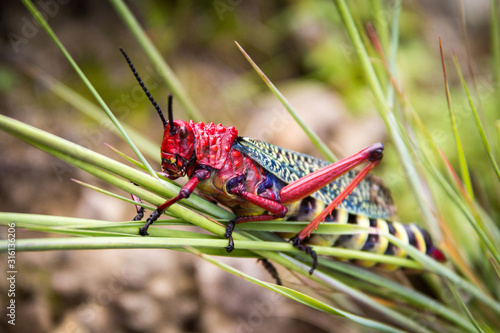 Obraz na plátne Close up of a gaudy grasshopper (Phymateus morbillosus; family: Pyrgomorphidae)