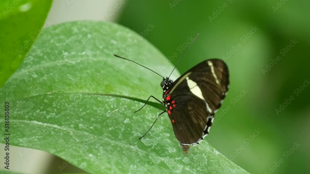 A beautiful tropical butterfly sits on a green leaf on a tree branch against a green background A beautiful tropical butterfly sits on a green leaf on a tree branch against a green background