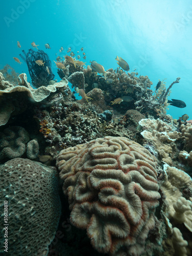 A thriving healthy coral reef in the Philippines with fishes and variety of corals.