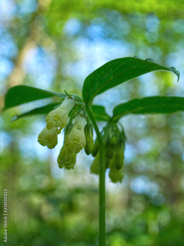 Wczesną wiosna w rune lasów łęgowych zakwitają łany Kokoryczy (Corydalis DC.) Wczesną wiosna w rune lasów łęgowych zakwitają łany Kokoryczy (Corydalis DC.)