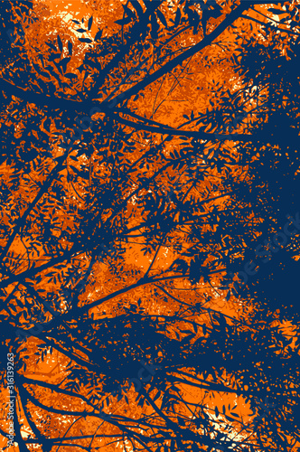 View under backlit foliage, silhouettes of branches and leaves in blue and orange. Summer or fall scenery of vegetation in evening.