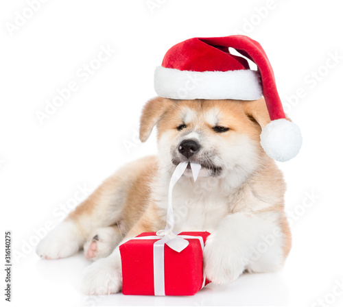 akita inu puppy wearing santa hat unties the gift box ribbon. isolated on white background © Ermolaev Alexandr