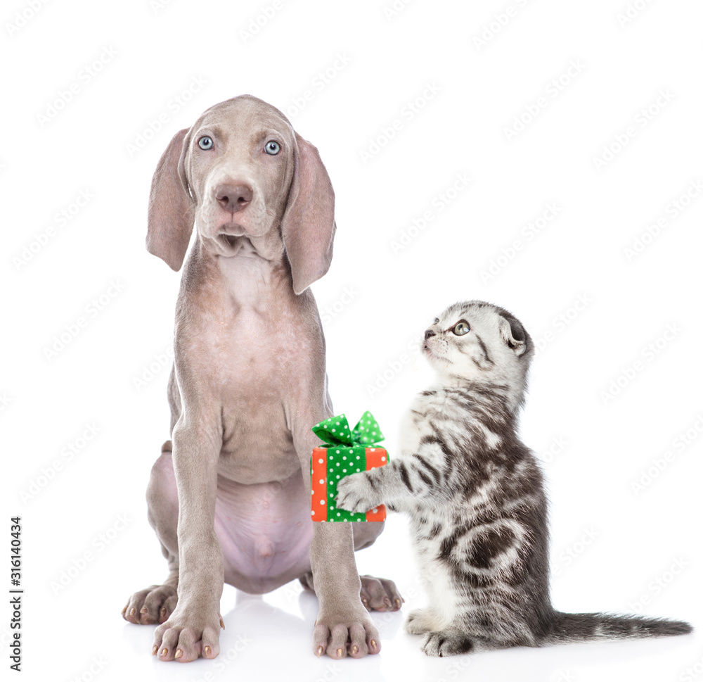 Kitten gives a dog gift box. isolated on white background