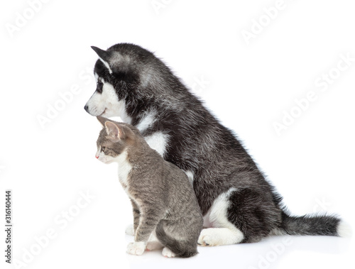 Siberian Husky puppy and cat sit together and look away on empty space. isolated on white background