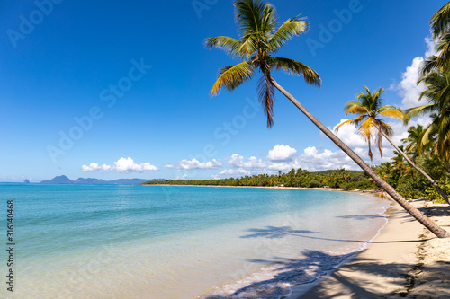 Fototapeta Naklejka Na Ścianę i Meble -  Sainte-Anne, Martinique, FWI - Leaning coconut palm trees in Salines beach. Diamond rock (Le Diamant) in the back