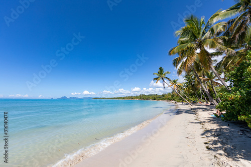 Sainte-Anne, Martinique, FWI - Leaning coconut palm trees in Salines beach. Diamond rock (Le Diamant) in the back