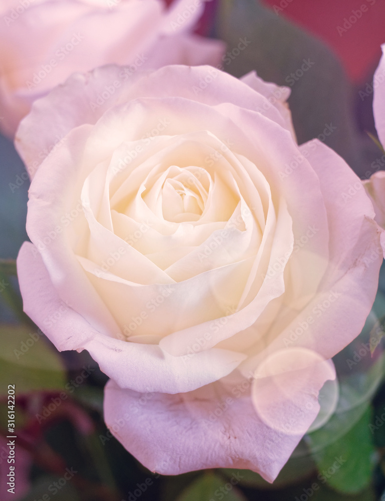 Fototapeta premium bubbles filtered rose flower close up, soft and airy romantic background