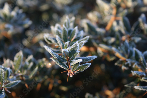 Warty barberry bush  covered bry frost on winter season. Berberis verruculosa in the garden photo