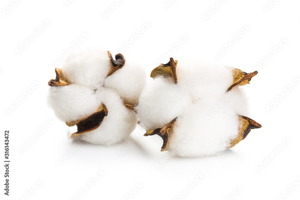 several flowers of cotton isolated on a white background several flowers of cotton isolated on a white background