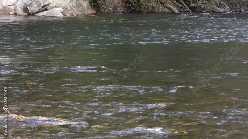 Wallpaper Mural river with salmon swimming in clean water in washington state Torontodigital.ca