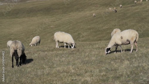 Chipped sheep graze in meadows and fields in the highlands photo