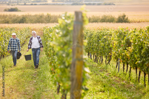 Erntehelfer oder Saisonarbeiter im Weinberg