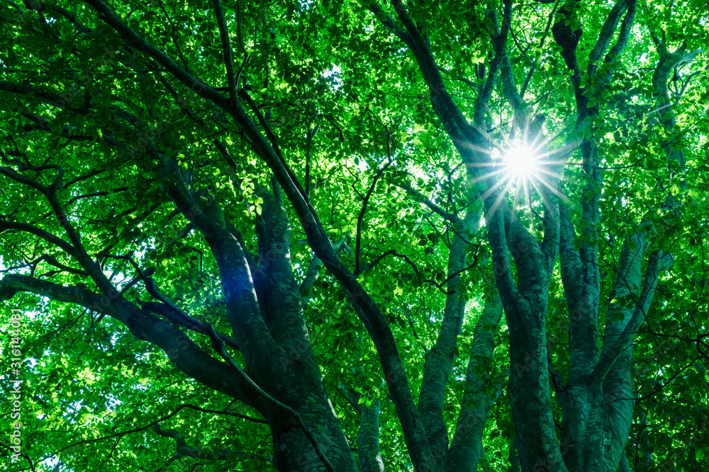 Obraz premium ブナと光芒