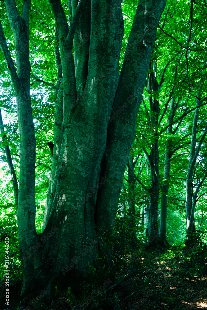 Fototapeta premium 春のブナ林