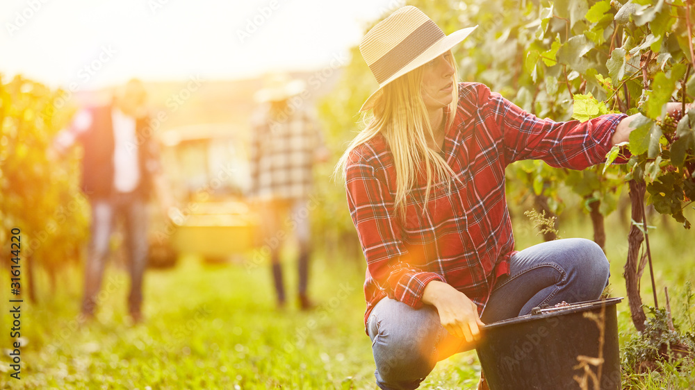 Frau als Erntehelfer bei Traubenlese im Weinberg Stock Photo | Adobe Stock