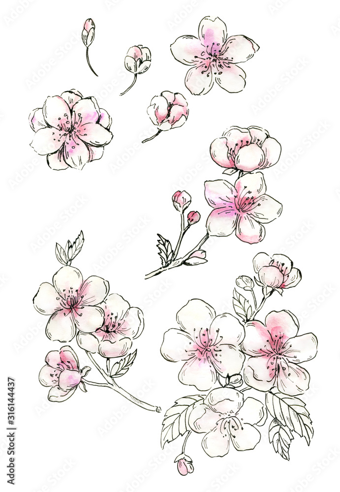 Cherry blossom, set of watercolor cliparts. Blooming cherry. Graphic pen and watercolor. Japanese spring drawing flowers. Sakura. Hand drawn blooming tree. For wedding, valentines cards, invitations.