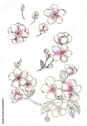 Cherry blossom  set of watercolor cliparts. Blooming cherry. Graphic pen and watercolor. Japanese spring drawing flowers. Sakura. Hand drawn blooming tree. For wedding  valentines cards  invitations.