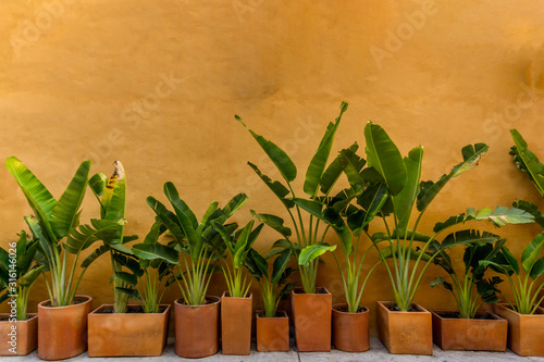Banana plants in pots against ochre wall. photo
