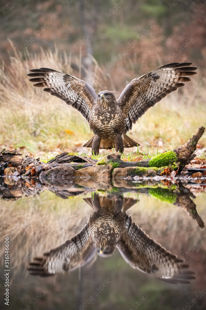 Obraz premium The Common Buzzard, Buteo buteo is is standing at the forest waterhole and preparing to drink, mirroring reflection on the surface, in the background is nice colorful bokeh of changing leaves, Czechia