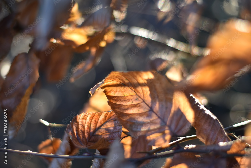 Fototapeta premium Hainbuchenhecke im Winter