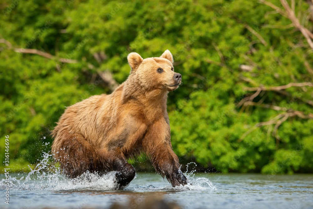 Obraz premium The Kamchatka brown bear, Ursus arctos beringianus catches salmons at Kuril Lake in Kamchatka, running in the water, action picture