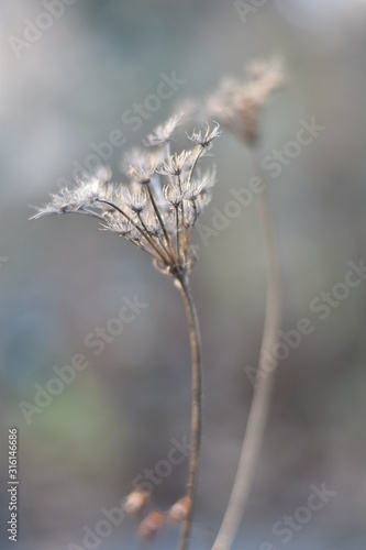 Wilde Möhre im Winter (Daucus carota subsp. carota)