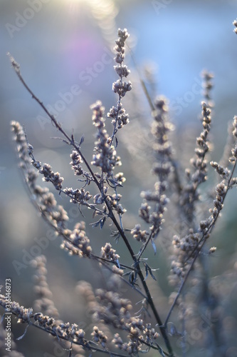 Verblühtes im Winter © summersum