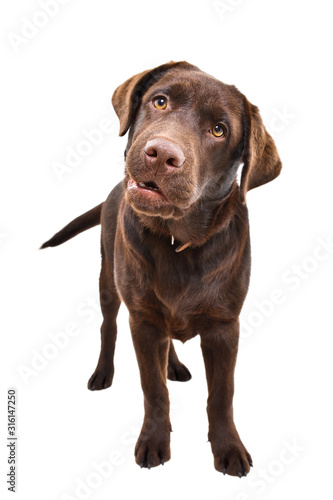 Curious funny Labrador puppy standing isolated on a white background